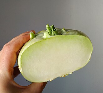 Koolrabi