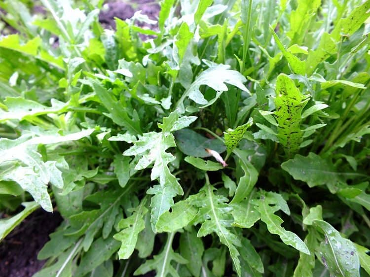 Rucola