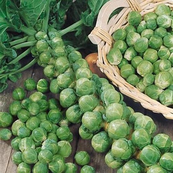 Spruitjes