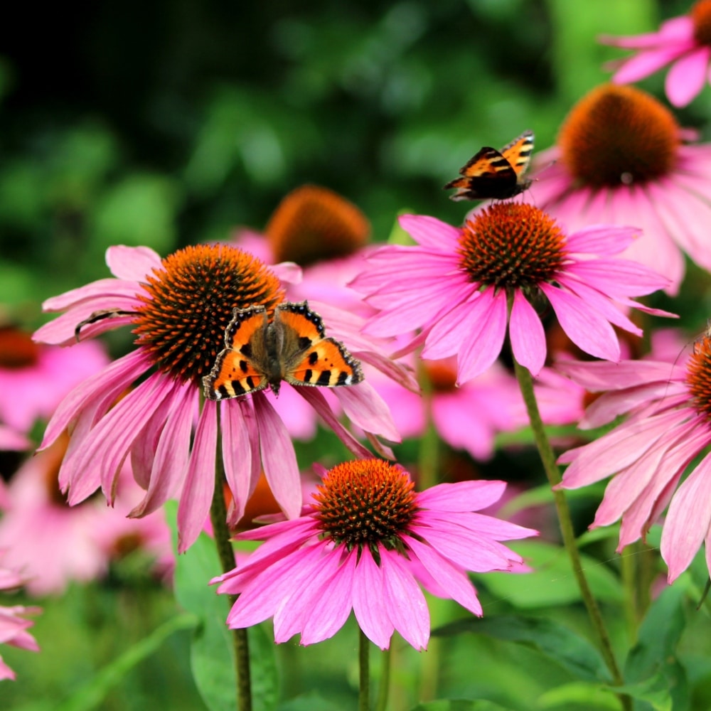 Echinacea