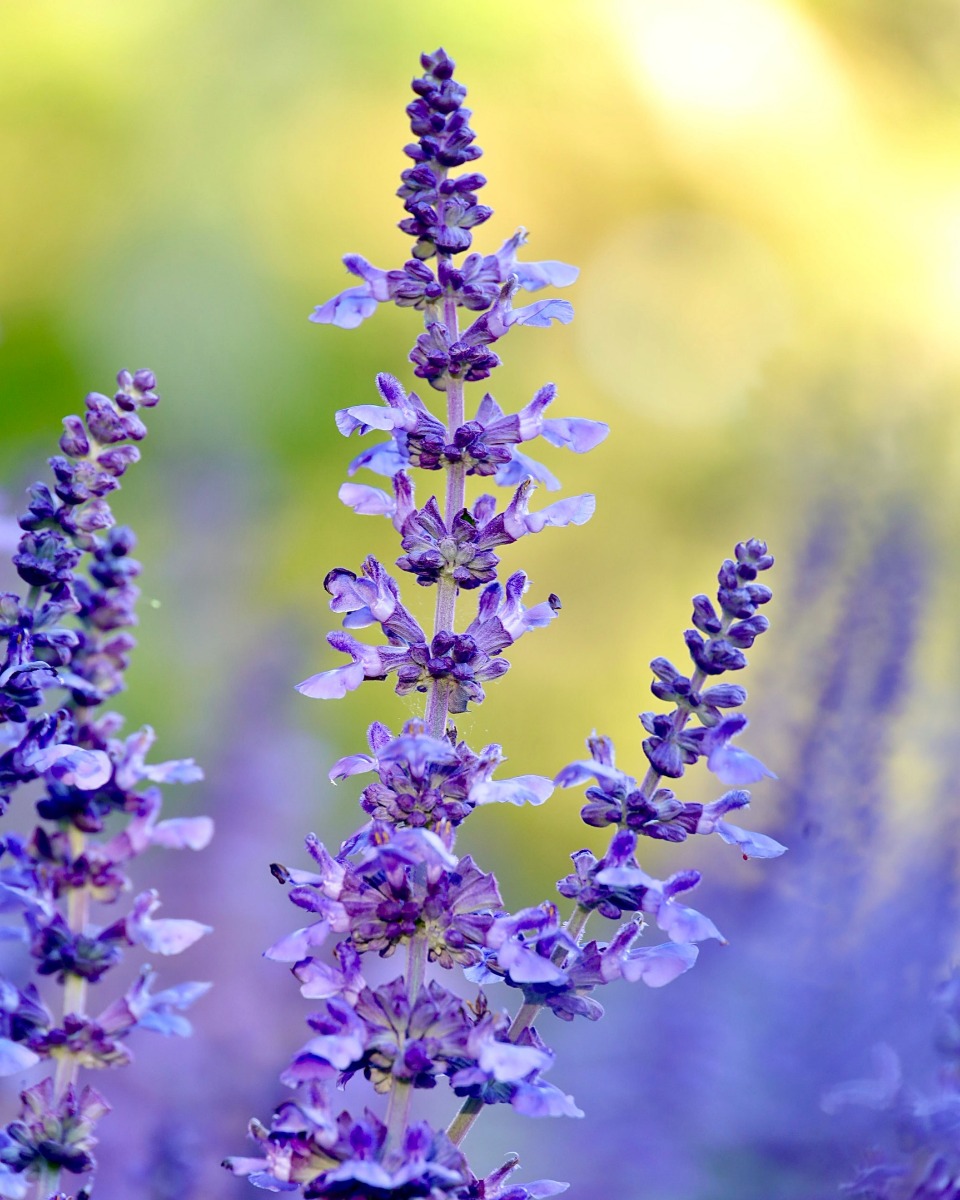 Lavendel