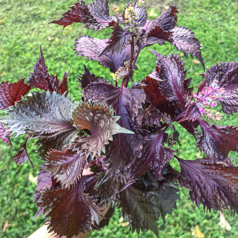 Shiso