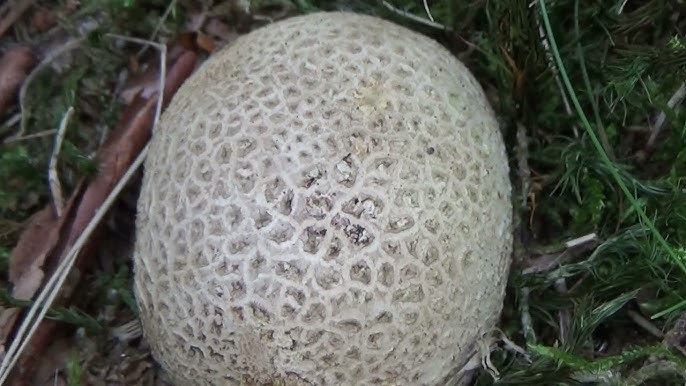 Paddenstoelen