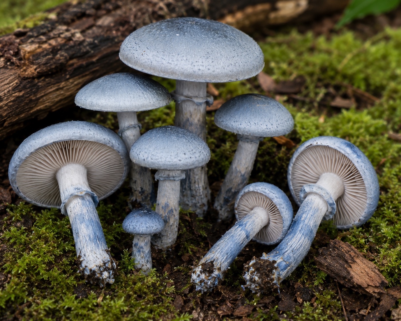 Blauwplaatstropharia / Stropharia
