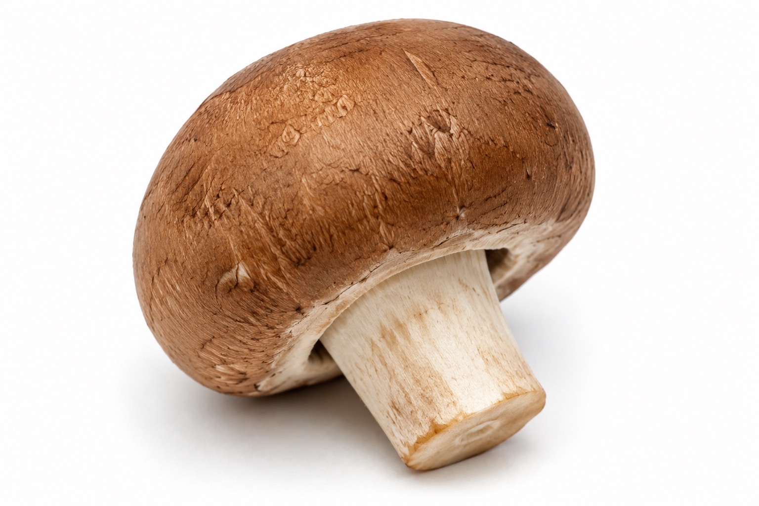 Kastanjechampignon
