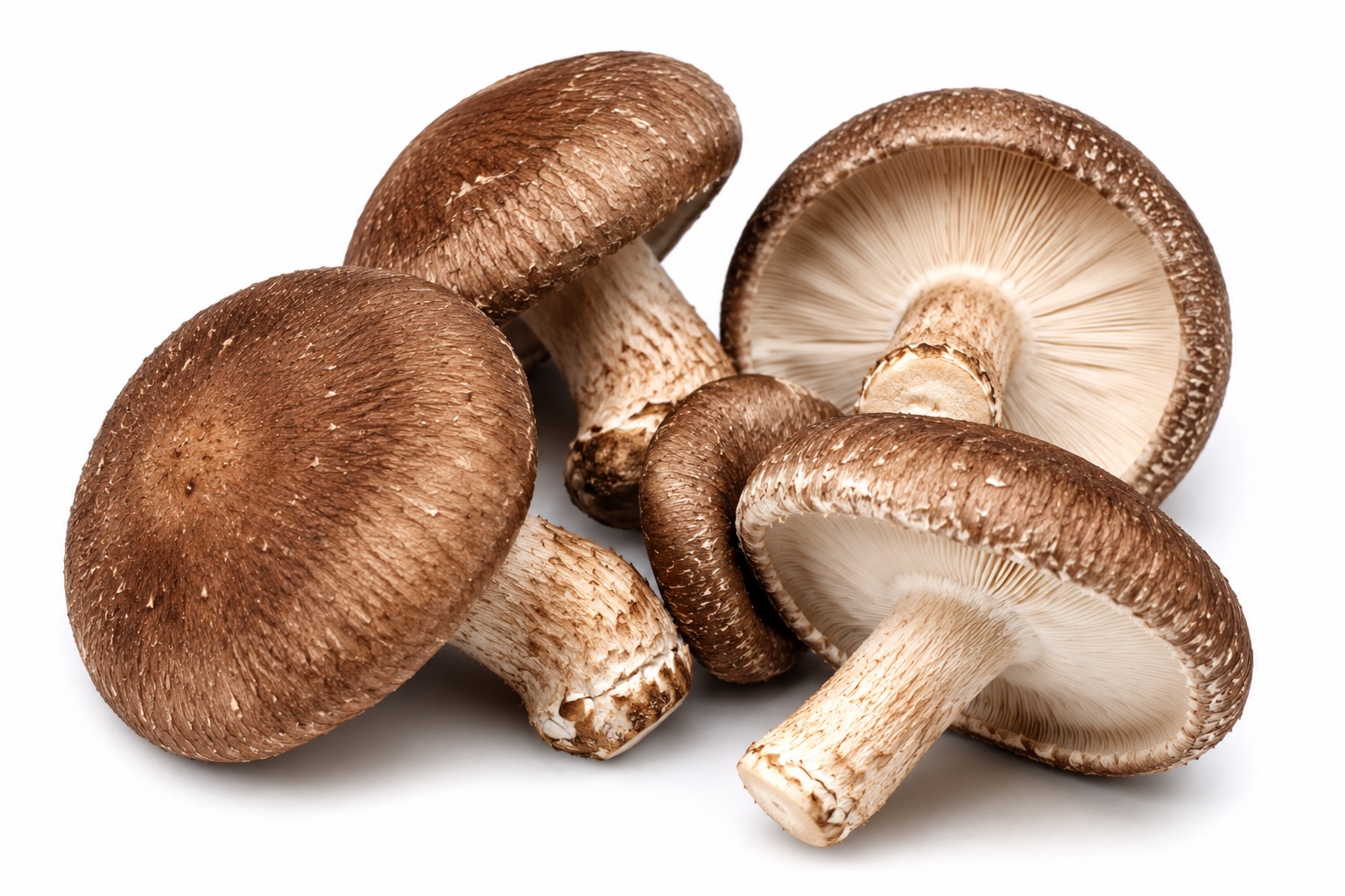 Shiitake