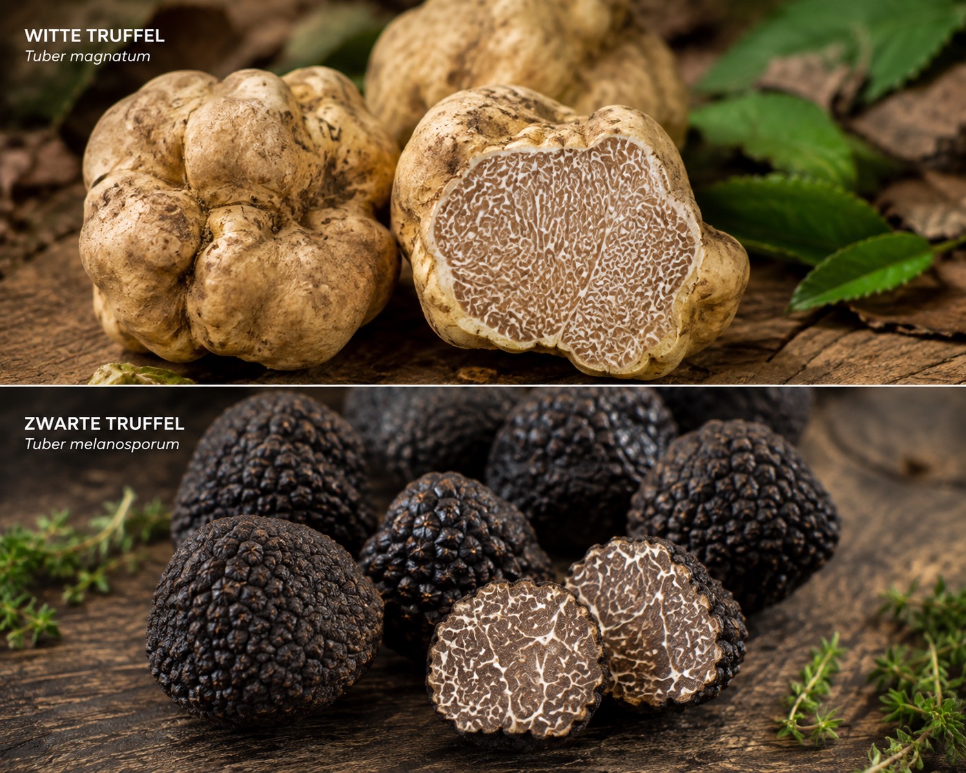 Truffel / Witte en zwarte truffel