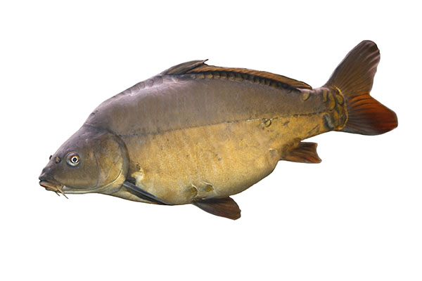 Karper
