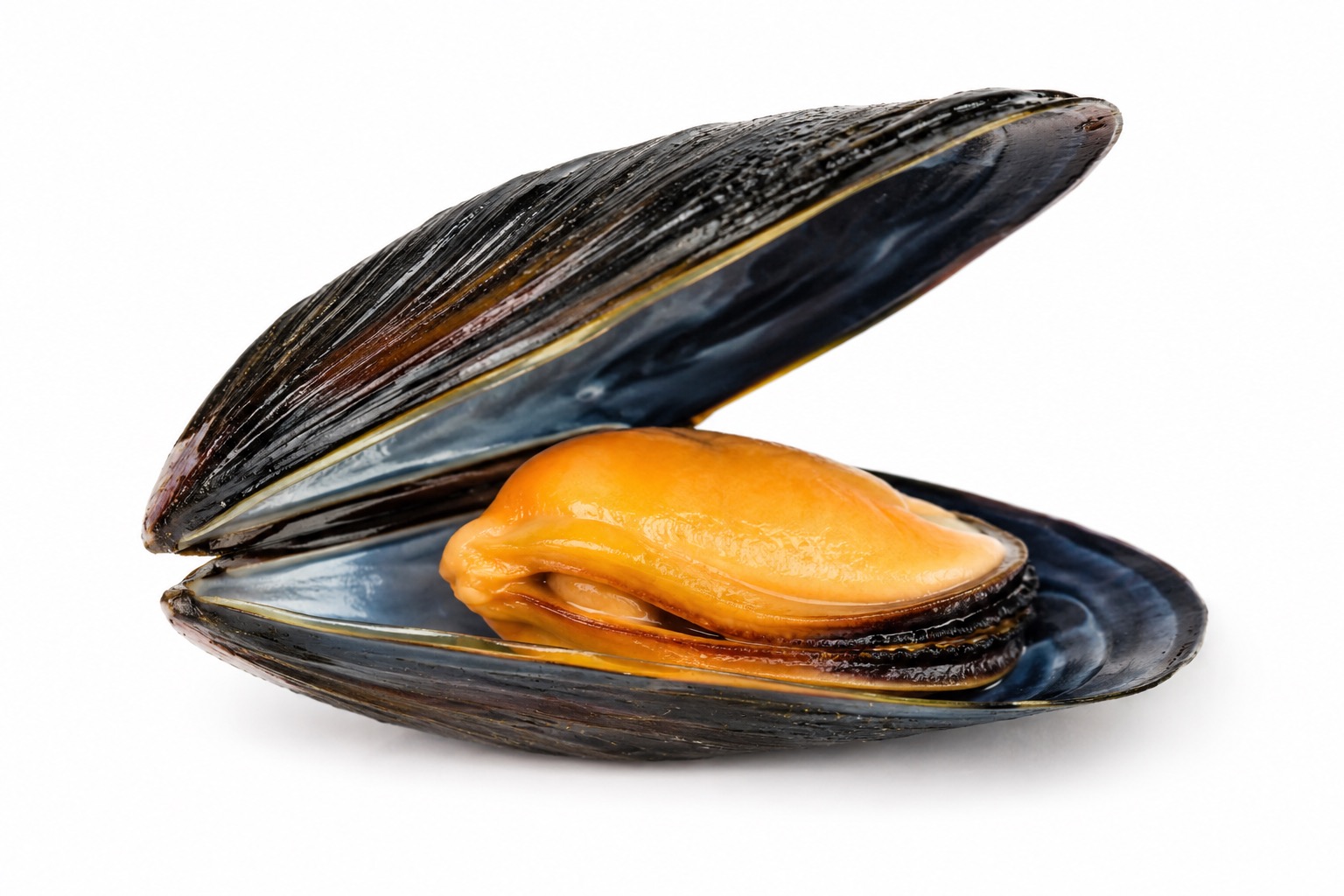 Mossel