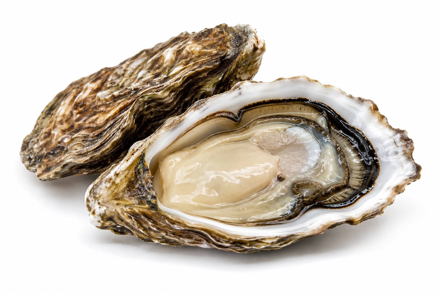 Oester