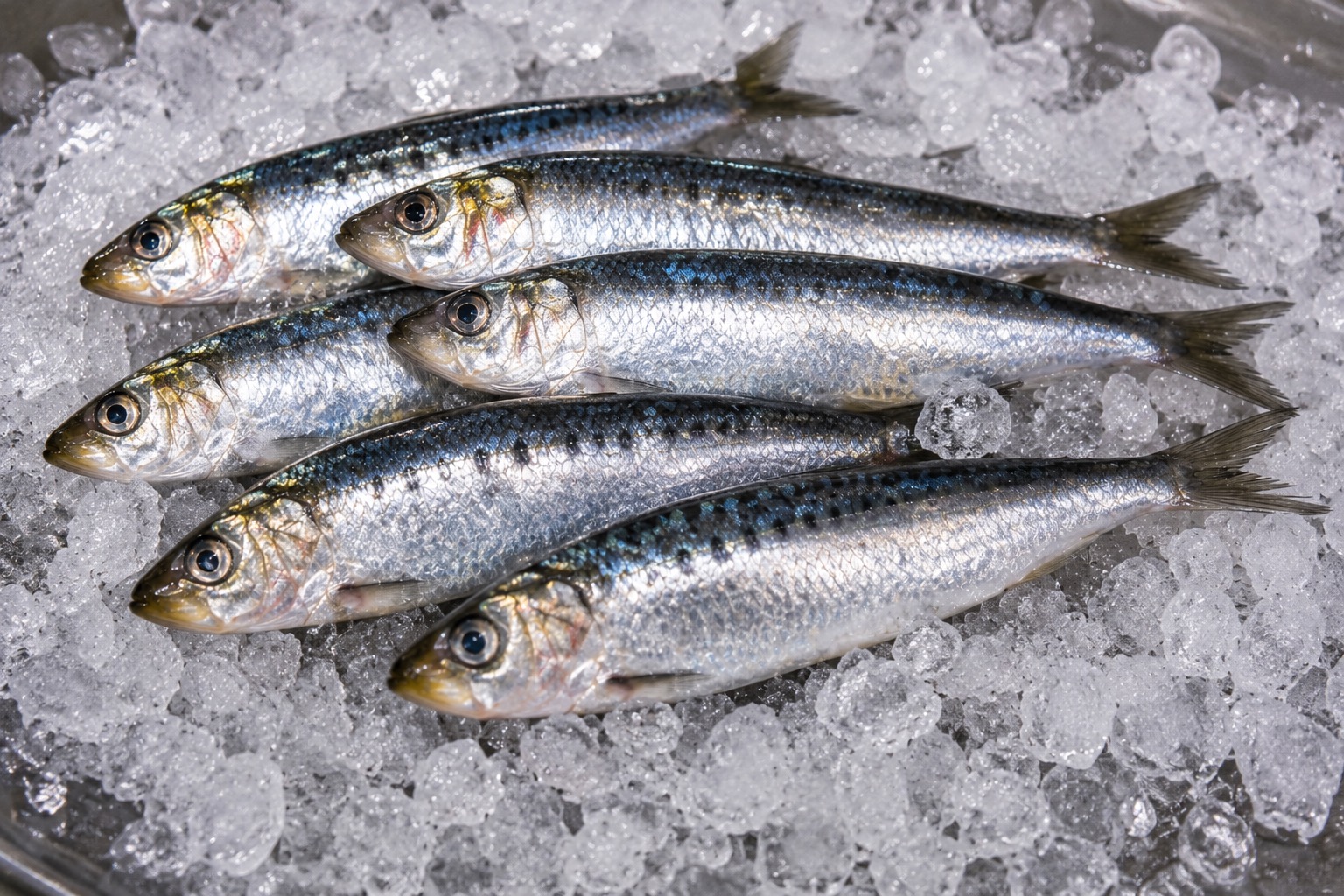 Sardine