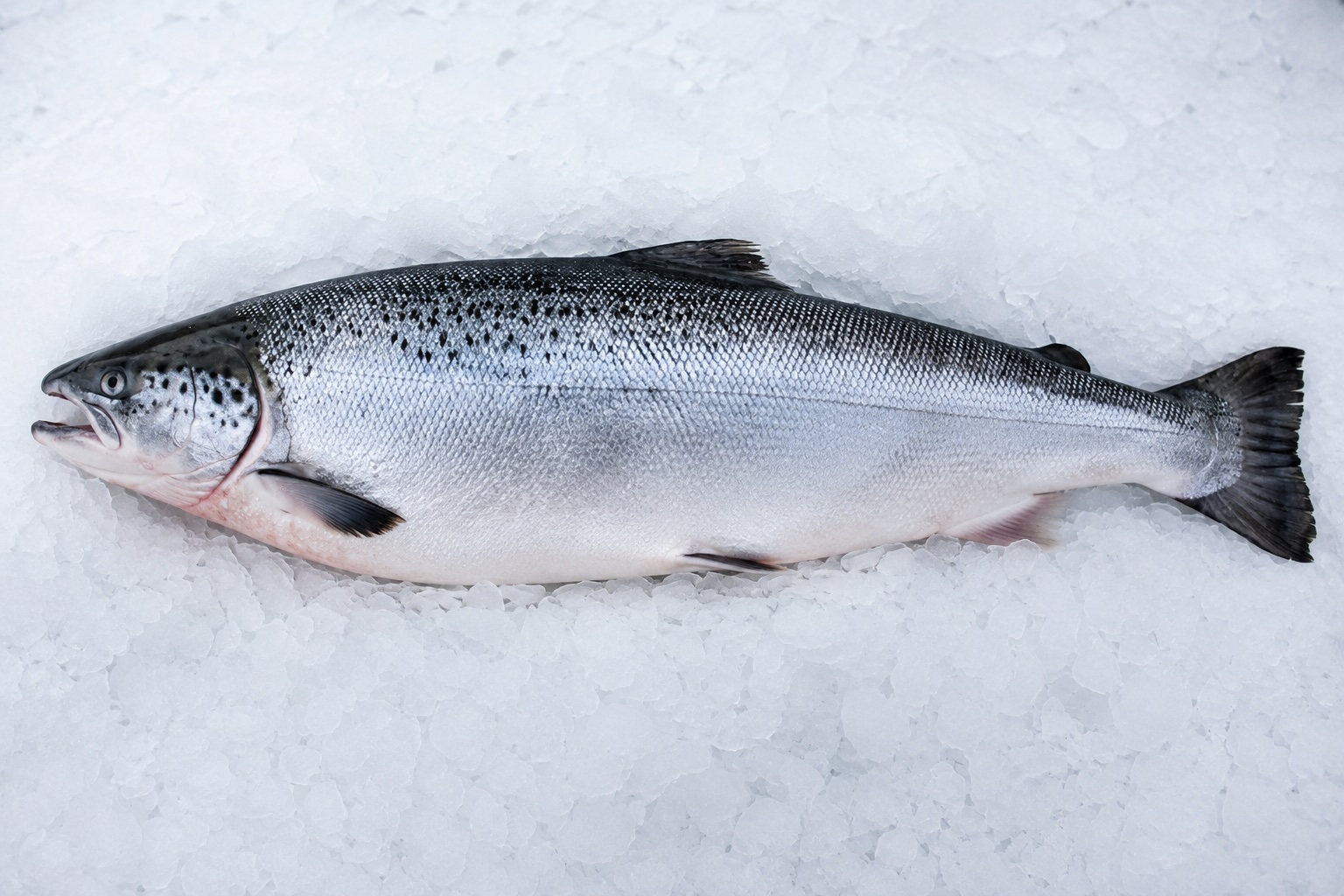 Zalm