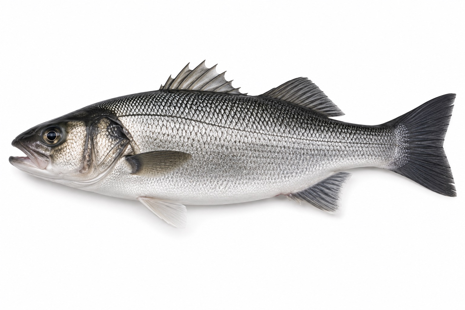 Zeebaars