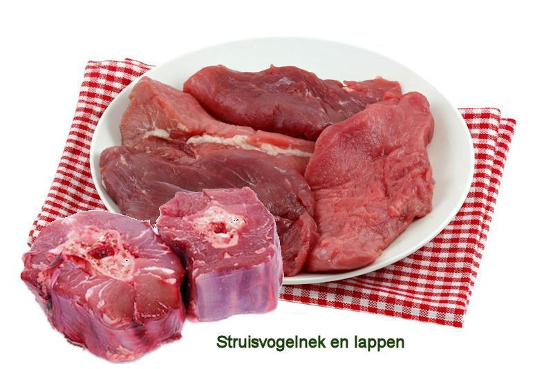 Struisvogel